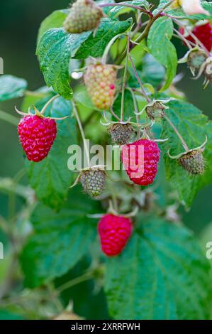 Vibrant red raspberries hang among lush green leaves, showcasing their juicy texture and health benefits, perfect for herbal medicine and healthy eati Stock Photo