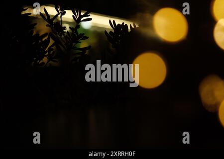 A blurred image of a plant with some leaves and some blurred circles in the background. The scene is mysterious and a bit creepy. Stock Photo