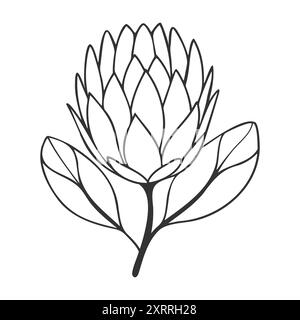 Protea flower contour black line art, stylized drawing isolated on white background. Vector illustration Stock Vector