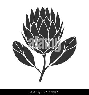 Protea flower silhouette black stylized drawing isolated on white background. Vector illustration Stock Vector