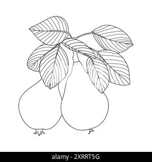 Outline pears, vector illustration. Pear tree branch with fruit and leaves, coloring book page. Healthy nutrition, diet, organic, vegan food. Stock Vector