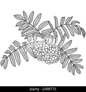 Outline rowan tree branch with berries, vector illustration. Rowanberry coloring book page. Stock Vector