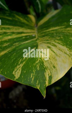 Monstera Marmorata thrives as a parasite on tree trunks Stock Photo - Alamy