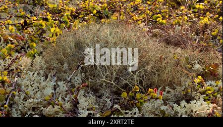 Arctic Tundra lichen moss close-up. Found primarily in areas of Arctic Tundra, alpine tundra, it is extremely cold-hardy. Cladonia rangiferina, also k Stock Photo
