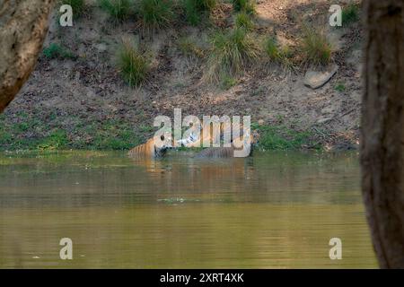 Tigress known as DJ (Dhawajandhi) with subadults in Mukki Zone of Kanha Tiger Reserve, india . Stock Photo