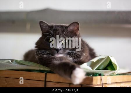 A beautiful gray cat with striking yellow eyes is comfortably laying on a rustic wooden box, soaking up the warm sun rays nearby Stock Photo