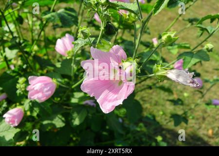 Flowering Malva thuringiaca, Garden tree-mallow plant with a Seven Spotted Ladybug, Coccinella septempunctata on the pink flower bud. Stock Photo