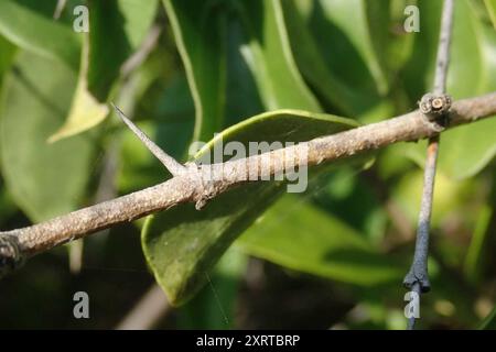 Spiny monkey orange (Strychnos spinosa) Plantae Stock Photo