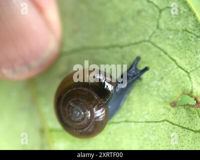 Draparnaud's Glass Snail (Oxychilus draparnaudi) Mollusca Stock Photo