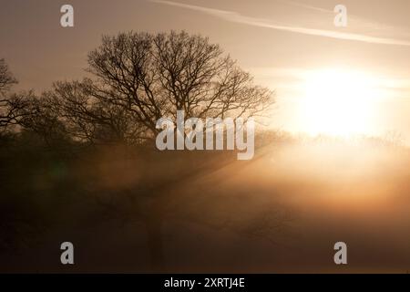 Sunset or twilight in the british countryside and this Cotswolds scene shows the silhouette of large trees surounded by mist and haze in a  mysterious looking landscape, as sunrys pierce the haze andshine through the branches. Stock Photo