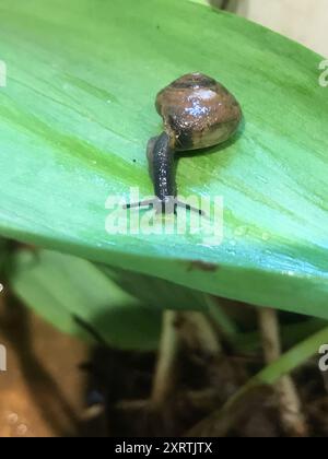 Draparnaud's Glass Snail (Oxychilus draparnaudi) Mollusca Stock Photo