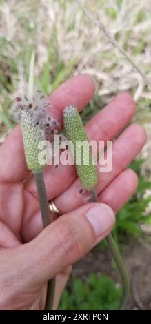 Tenpetal Anemone (Anemone berlandieri) Plantae Stock Photo