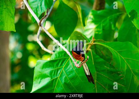 Beautiful male white-rumped shama (Copsychus malabaricus) bird perching on a branch of a teak tree with green leaves in the background. Stock Photo