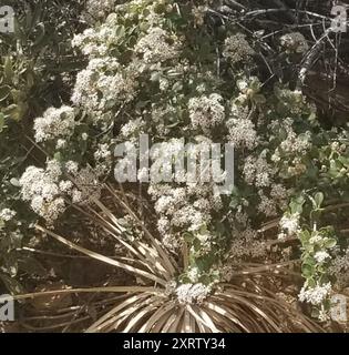 Buckbrush (Ceanothus cuneatus) Plantae Stock Photo