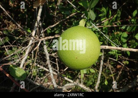 Spiny monkey orange (Strychnos spinosa) Plantae Stock Photo