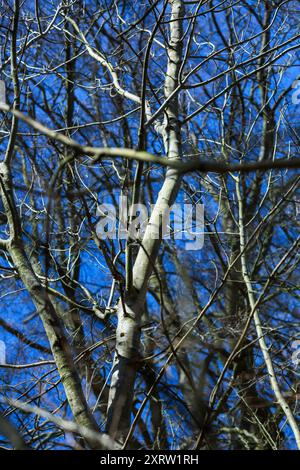 Looking through leafless tree branches at a blue sky in the winter. Stock Photo
