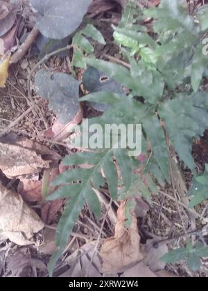 Semi-pinnated Brake (Pteris semipinnata) Plantae Stock Photo