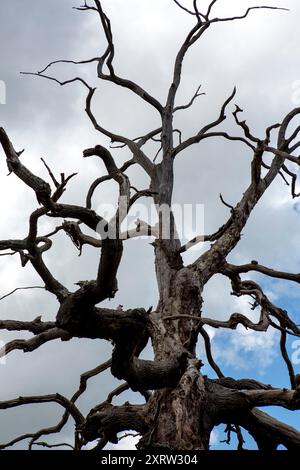 Old dead tree against a blue sky, with gnarled twisted branches. Stock Photo