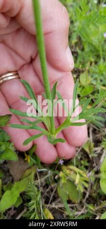 Tenpetal Anemone (Anemone berlandieri) Plantae Stock Photo