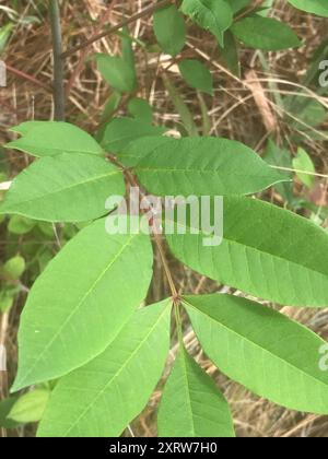 poison sumac (Toxicodendron vernix) Plantae Stock Photo