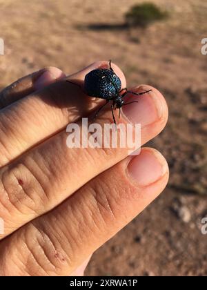 Insect Bladder Black Bladder-bodied Meloid (Cysteodemus wislizeni) Insecta Stock Photo ...