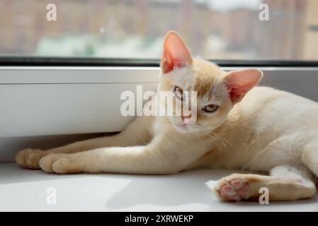 A red Burmese kitten is resting on a windowsill near the window. Stock Photo