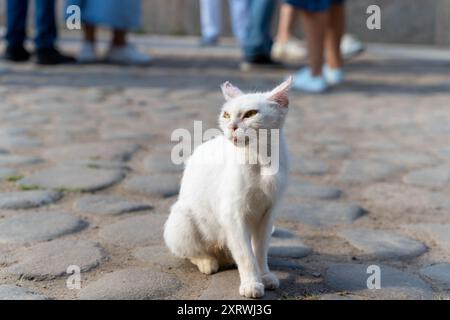 A white cat sits calmly among passersby on a sunny day. Stock Photo