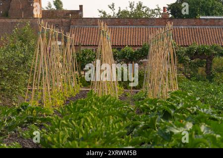 Doddington Hall Lincolnshire, growing sweet peas, fragrance, Victorian garden, trellis, wigwam shaped, poles tied together, binding with string climb. Stock Photo