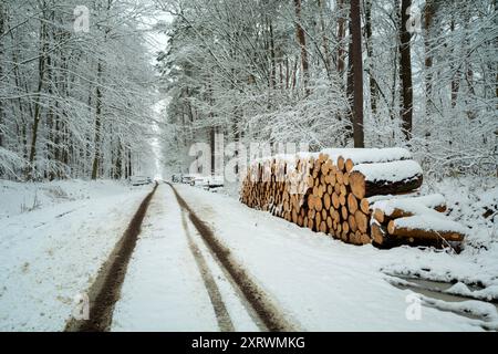 Snow-covered forest and a pile of wood by the road, winter December in eastern Poland Stock Photo