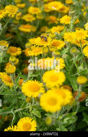 A bee on a Common Fleabane (Pulicaria Dysenterica) plant flowering in summer. Stock Photo