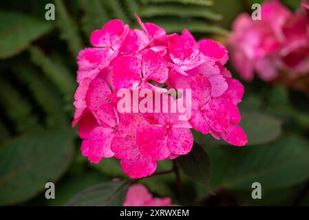 A Hydrangea variety with deep pink speckled flower heads and dark stems in summer. Stock Photo