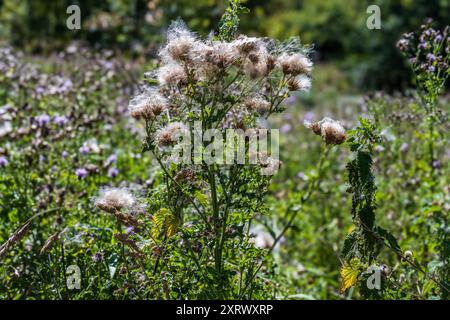Flufft thistke seeds ready to be blown from the plant. Stock Photo