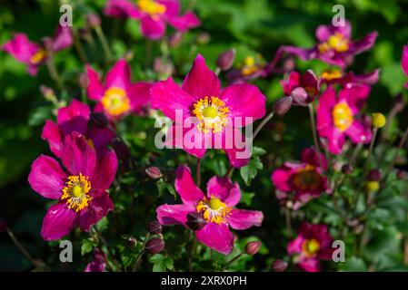 Anemone Hupehensis 'Fantasy Red Riding Hood'. A perennial Japanese Anemone with bright magenta flowers on compact plants. Stock Photo