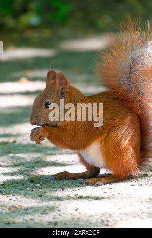 Cute red squirrel eats a nut in the park. Animals in nature. Stock Photo
