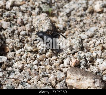 (Eleodes granosa) Insecta Stock Photo - Alamy
