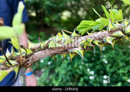 Thorn Treehopper (Umbonia crassicornis) Insecta Stock Photo