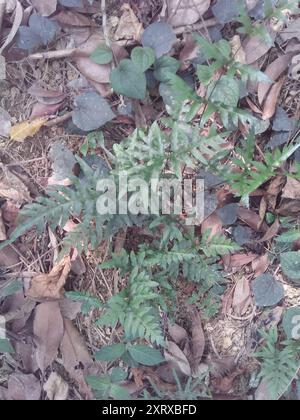 Semi-pinnated Brake (Pteris semipinnata) Plantae Stock Photo