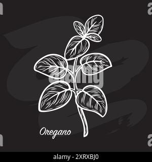 Oregano leaves are drawn with a piece of chalk on a black board Stock Vector