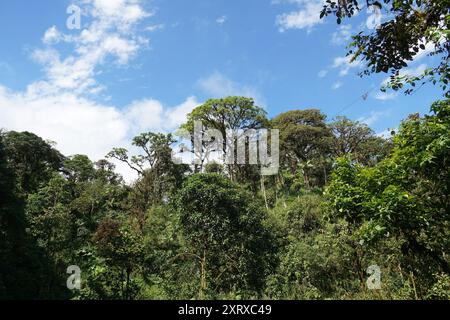 Cloud forest, Mindo Valley, Ecuador, South America Stock Photo