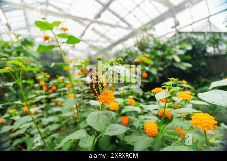 Green Butterfly Known as Siproeta Stelenes Malachite from the Nymphalidae Family on a Orange Lantana Camara or Common Lantana Flower in a Ecological B Stock Photo