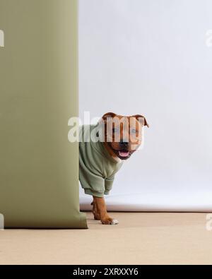 Staffordshire Bull Terrier peeks playfully from behind a neutral-colored panel, dressed in a soft green sweater Stock Photo