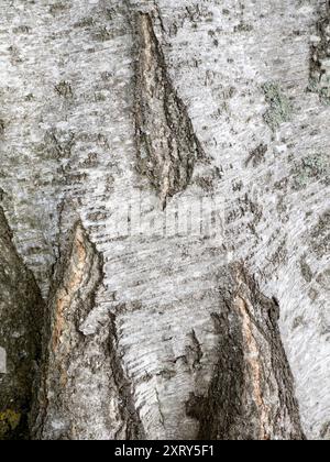 Close-up of the bark of a Silver Birch tree in Radley Village, Oxfordshire England. This is a stone's throw from our house, and demonstrates that you can find abstract beauty or interesting shapes just about anywhere, if you just look hard enough and maintain active visual awareness. Stock Photo