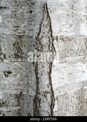 Close-up of the bark of a Silver Birch tree in Radley Village, Oxfordshire England. This is a stone's throw from our house, and demonstrates that you can find abstract beauty or interesting shapes just about anywhere, if you just look hard enough and maintain active visual awareness. Stock Photo