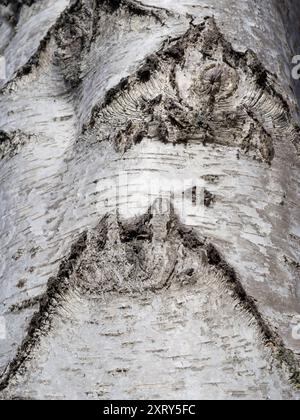 Close-up of the bark of a Silver Birch tree in Radley Village, Oxfordshire England. This is a stone's throw from our house, and demonstrates that you can find abstract beauty or interesting shapes just about anywhere, if you just look hard enough and maintain active visual awareness. Stock Photo