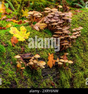 Clusters of mushrooms growing from the moss-covered surface of a decaying log in the forest. Stock Photo