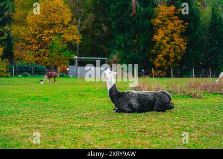 Big Black and White Alpaca Lying on the Green Pasture Grass with Opened Mouth Showing Its Teeth Like it is Screaming Stock Photo