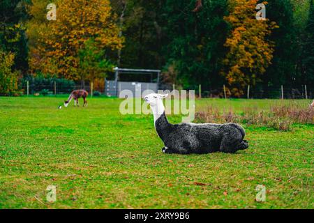 Black and White Alpaca Lying on the Green Pasture Gras Stock Photo