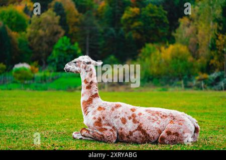 Alpaca with Brown Spots Resting on the Green Pasture Field Stock Photo