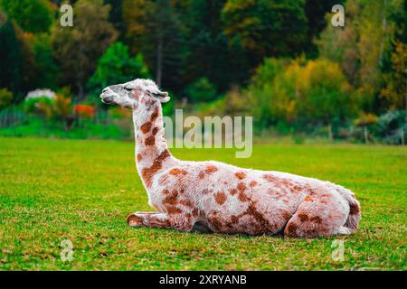 Smiling Alpaca with Brown Spots Relaxing on the Green Pasture Field Stock Photo