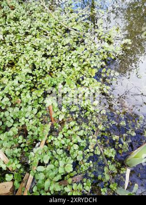 fool's watercress (Apium nodiflorum) Plantae Stock Photo